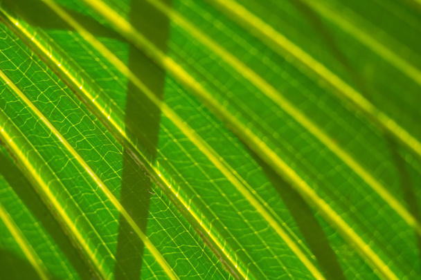 tropische Palmenblätter - Foto, Bild