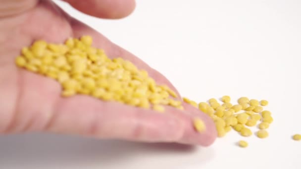 hand spills a handful of yellow peeled lentils close-up on the white surface of the table. Legumes - Metraje, vídeo