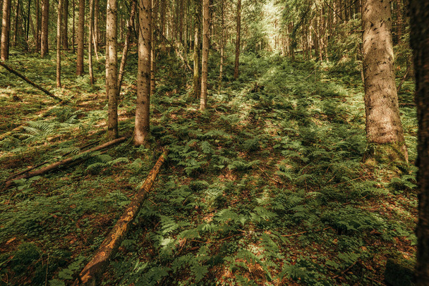 Um close de uma área arborizada - Foto, Imagem