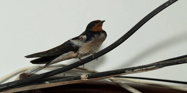 El pájaro está sentado en el cable. La golondrina del granero (Hirundo rustica
). - Foto, imagen