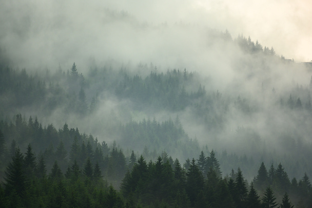 Borový les v údolí v dopoledních hodinách je velmi mlhavý, atmosféra vypadá děsivě. Tmavý tón a vinobraní. - Fotografie, Obrázek