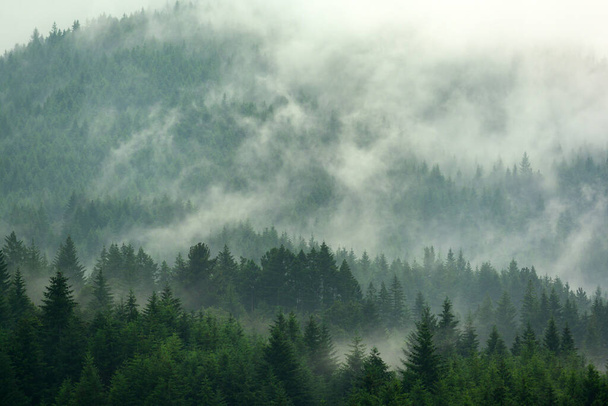 A fenyőerdő a völgyben a ködös reggelen Friss zöld atmoszféra. - Fotó, kép