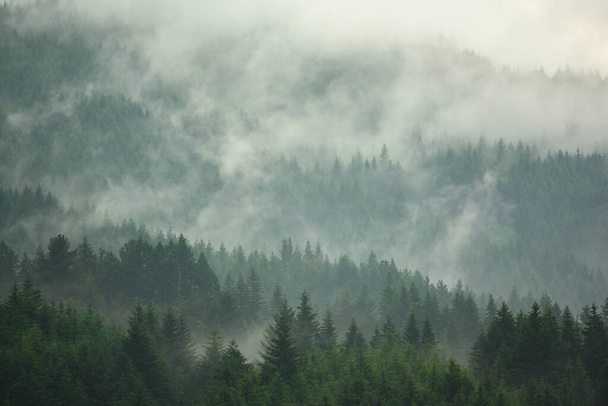 Vadideki çam ormanı sisli sabah taze yeşil atmosfer. - Fotoğraf, Görsel