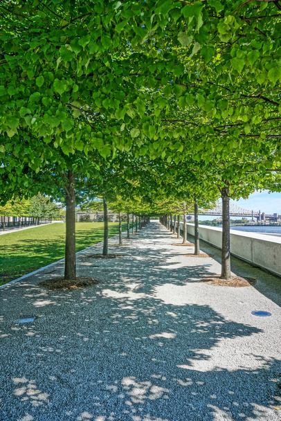 Roosevelt-sziget, New York: Egy fasor a Négy Szabadság Parkban, az East River mentén, háttérben az Ed Koch híddal. - Fotó, kép
