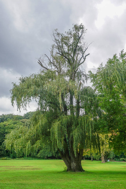 Croton-on-Hudson, Nueva York, Estados Unidos: Un sauce (Salix alba) - también llamado árbol sallow - en Croton Point Park, a lo largo del río Hudson en el condado de Westchester
. - Foto, imagen