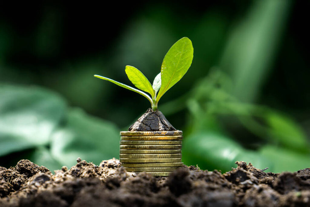 Plant growing from coins on soil. Close up tree on money with copy space - 写真・画像
