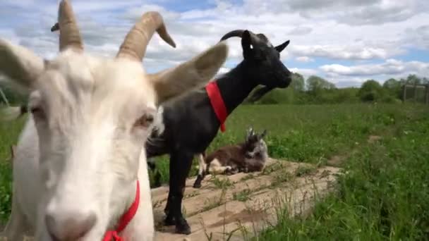 Domestic goats in green field - Video, Çekim