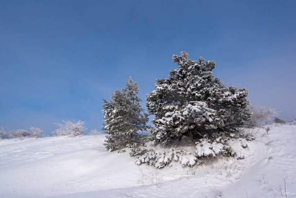 Karla kaplı köknar ağaçlarıyla kaplı dağ ormanlarında soğuk kış sabahı. Bulgaristan 'daki Stara Planina Dağı' nın muhteşem manzarası. Doğa konseptinin güzelliği arka plan manzarası - Fotoğraf, Görsel