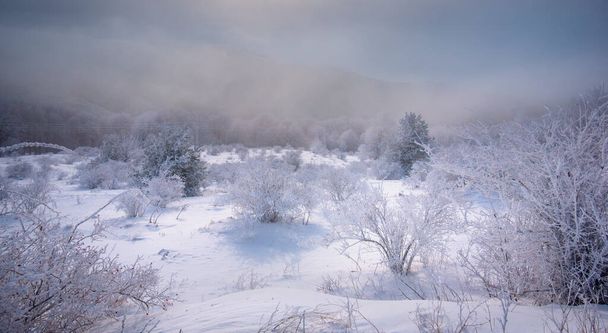 Κρύο χειμωνιάτικο πρωινό σε ορεινό δάσος με χιονισμένα έλατα. Υπέροχη υπαίθρια σκηνή του βουνού Stara Planina στη Βουλγαρία. Ομορφιά της φύσης έννοια τοπίο φόντο - Φωτογραφία, εικόνα