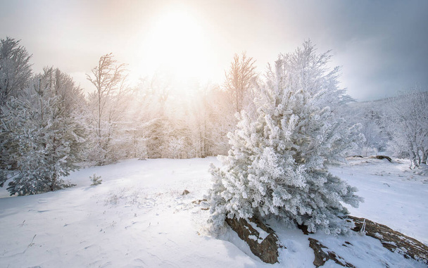 Froid matin d'hiver dans la forêt de montagne avec des sapins couverts de neige. Splendide scène extérieure de la montagne Stara Planina en Bulgarie. Beauté de la nature concept arrière-plan paysage - Photo, image