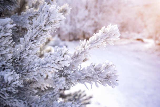 Zimny zimowy poranek w górskim lesie z pokrytymi śniegiem jodłami. Wspaniała scena plenerowa góry Stara Planina w Bułgarii. Piękno koncepcji przyrody krajobraz tła - Zdjęcie, obraz