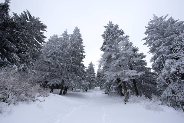 Manhã fria de inverno na floresta de montanha com abetos cobertos de neve. Esplêndida cena ao ar livre da montanha Stara Planina na Bulgária. Beleza da natureza conceito fundo paisagem - Foto, Imagem