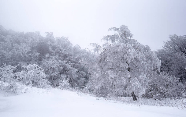 Kylmä talviaamu vuoristometsässä lumen peittämillä kuusilla. Loistava ulkoilma kohtaus Stara Planina vuori Bulgariassa. Kauneus luonnon käsite tausta maisema - Valokuva, kuva