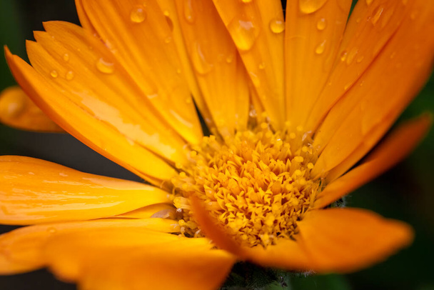 水滴と美しい光を持つ黄色のデイジーのゲルベラの花びらの閉じる. - 写真・画像