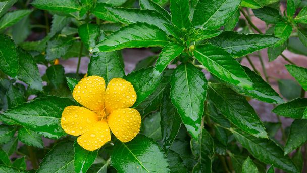 На тлі зеленого листя Даміна, прекрасна жовта квітка.. - Фото, зображення