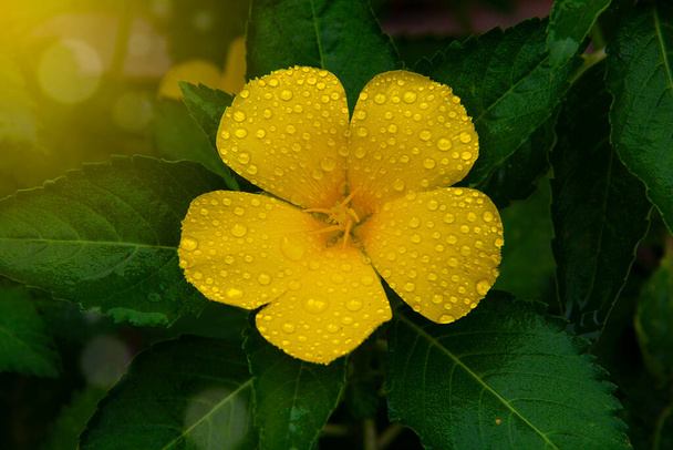 Damino, krásný žlutý květ na pozadí zelených listů. - Fotografie, Obrázek