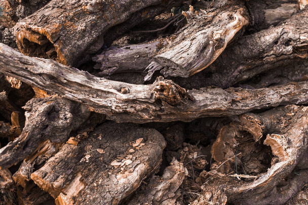 Dry roots of old tree background - Photo, image