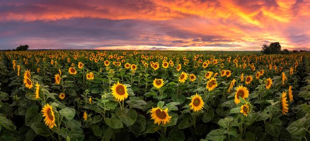 Pole słoneczników pod pięknym letnim niebem zachodu słońca. Panorama krajobrazu rolnictwa - Zdjęcie, obraz