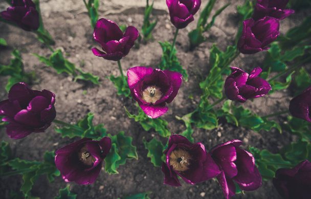 Квітучі тюльпани фону. Фіолетовий квітковий тюльпан, освітлений сонячним світлом. М'який вибірковий фокус. Поле з рожевими тюльпанами. Букет квітів, рожевий фон. Вінтажний вигляд
 - Фото, зображення