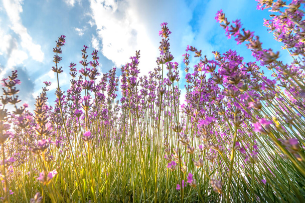 Campo de lavanda con arbustos púrpuras florecientes cultivados con fines cosméticos. Tiempo de puesta del sol con el cielo lleno de nubes cúmulos y rayos de luz solar. cerca de Burgas, Bulgaria.  - Foto, imagen
