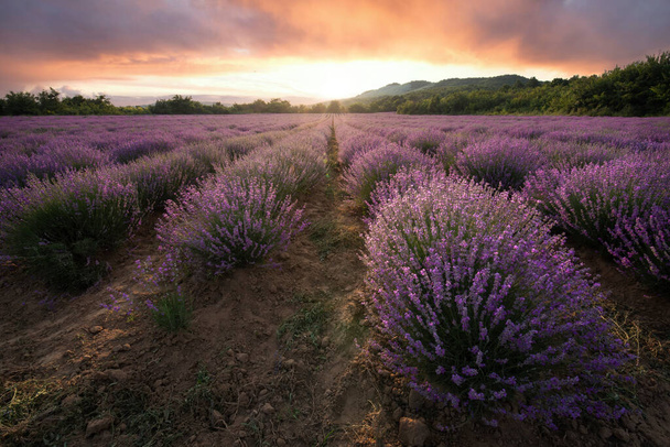 化粧品目的で栽培された紫色の茂みが咲くラベンダー畑。積雲と太陽の光で満たされた空と日没の時間。ブルガリアのブルガス近く.  - 写真・画像
