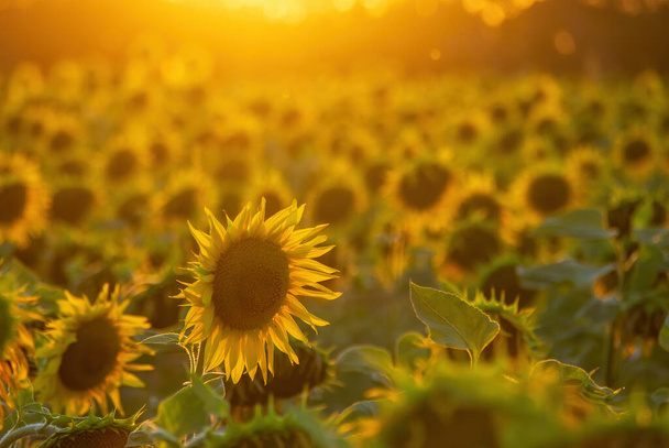 Beautiful sunflower field illuminated by sunset. Harvest concept background. - Photo, Image