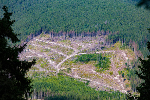 Hillside with a plot after deforestation in the Carpathian mountains. - Photo, Image