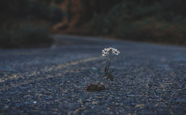 Een eenzame plant die langs de weg groeit. een eenzame bloem heeft zijn weg gevonden door de asfaltweg. Vintage look - Foto, afbeelding