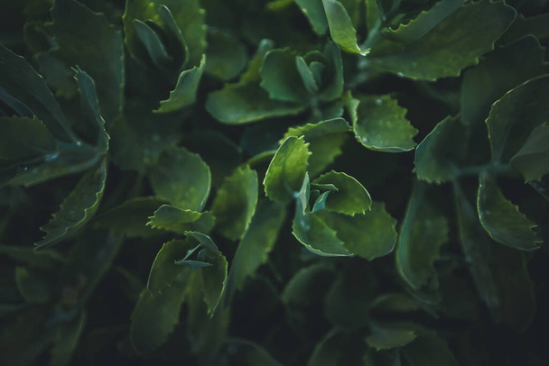 Fondo natural de hojas verdes con gotas después de la lluvia. Hermosa hoja textura macro fotografía
 - Foto, imagen