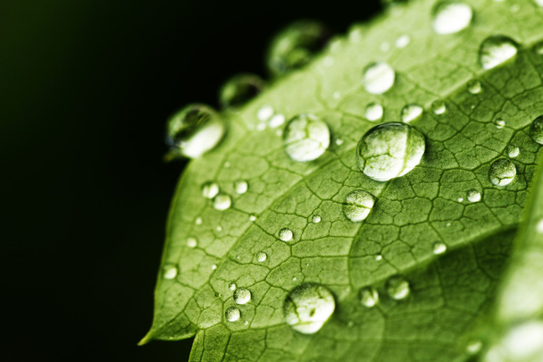 green leaf with drops of water - Foto, afbeelding