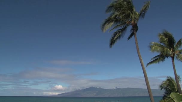 ハワイ州マウイ島の北岸でサーファー - 映像、動画