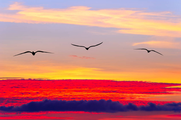 Trois oiseaux volent au-dessus des nuages du coucher du soleil - Photo, image