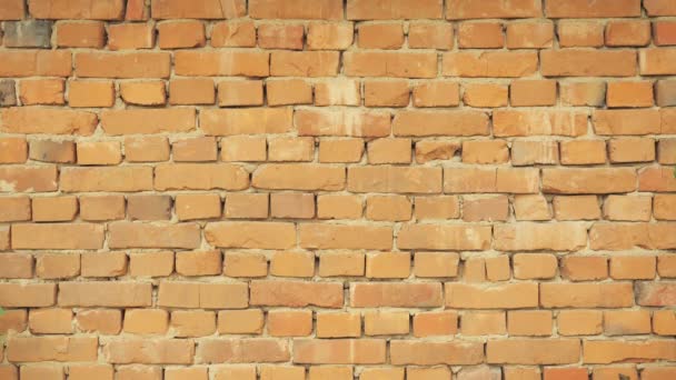Empty brick wall background - Footage, Video