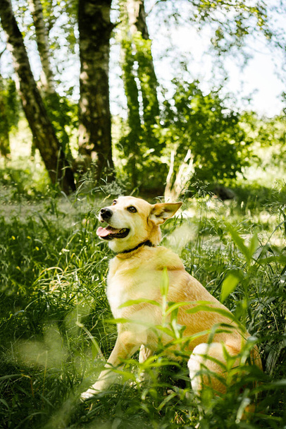 dog for a walk in the park - Fotoğraf, Görsel