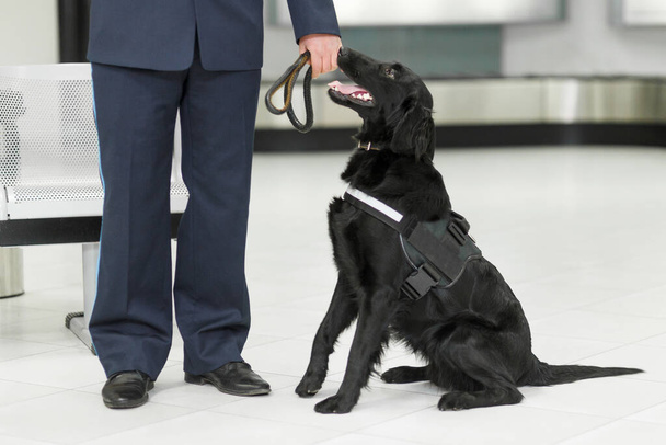 Kuva mustasta koirasta, joka havaitsi huumeita lentokentällä vartijan lähellä. Vaakakuva. - Valokuva, kuva