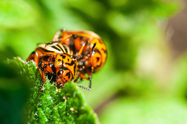 Dois besouros do Colorado acasalam em uma folha de batata verde close-up, macro shot
 - Foto, Imagem