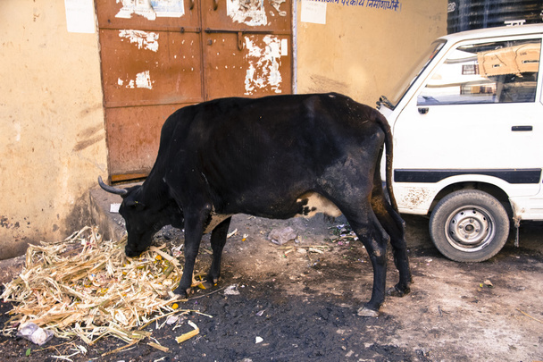 Ιερά αγελάδα που τρώει τα σκουπίδια - Φωτογραφία, εικόνα
