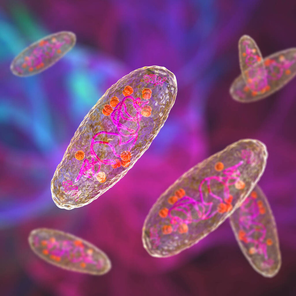Plague bacterium Yersinia pestis, scientifically accurate 3D illustration showing structure of the cell with DNA, plasmids and ribosomes - Photo, Image