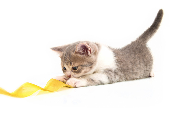 The small kitten plays a yellow tape - Photo, Image