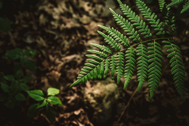  Green fern leaf as a close-up background image - Fotó, kép