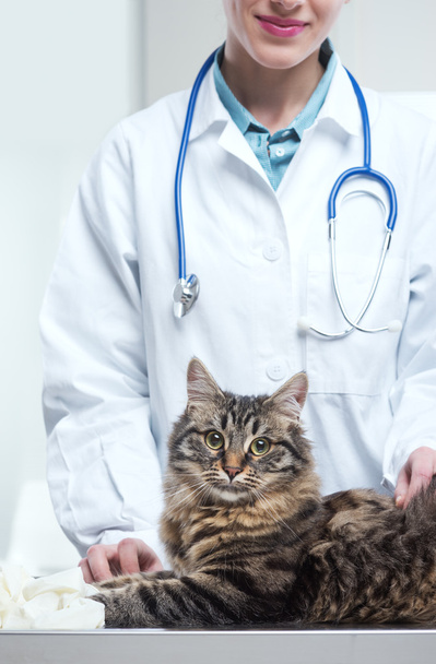 Veterinarian and Cat - Foto, afbeelding
