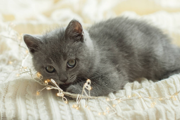 little cute gray kitten british cat lies on a white plaid, next to it are Christmas balls for the Christmas tree - Foto, immagini
