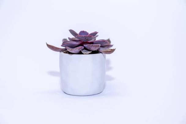 Decorative ceramic vase isolated on white. High resulotion image. - Fotografie, Obrázek