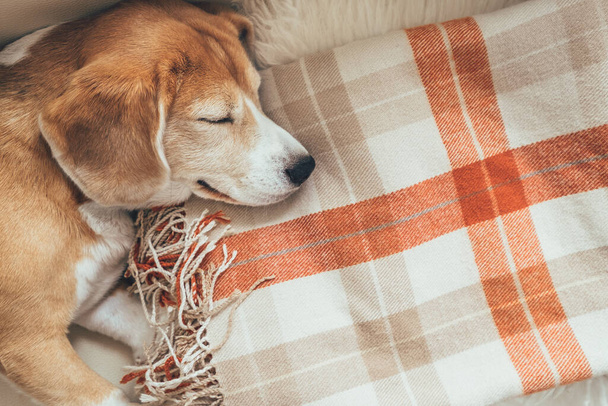 Sleeping beagle on cozy covers - Zdjęcie, obraz