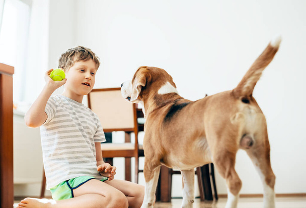 Boy plays with his beagle dog at home - Фото, изображение