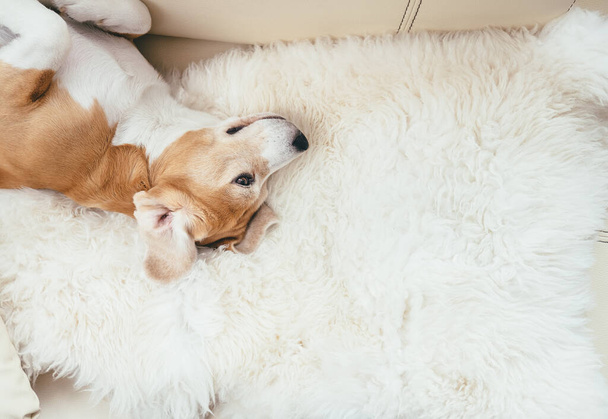 Lazy beagle dog lies on sofa on the natural sheepskin fur - Zdjęcie, obraz