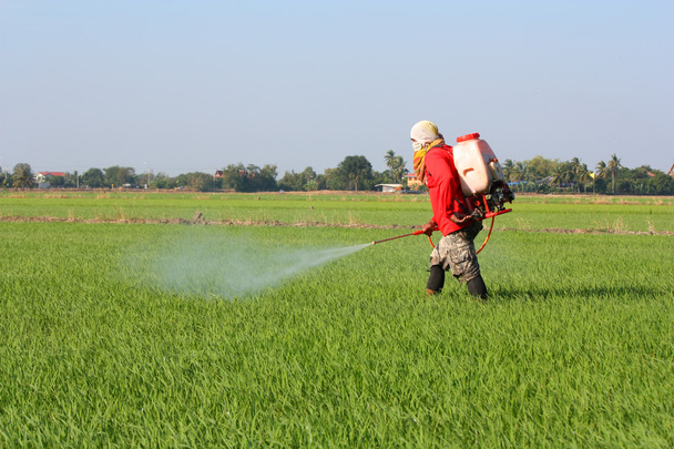 Фермер розпилює пестициди в рисовому полі
 - Фото, зображення