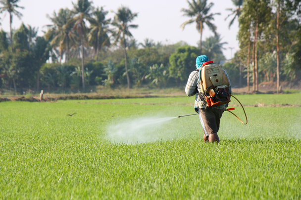 Landwirt versprüht Pestizid im Reisfeld - Foto, Bild