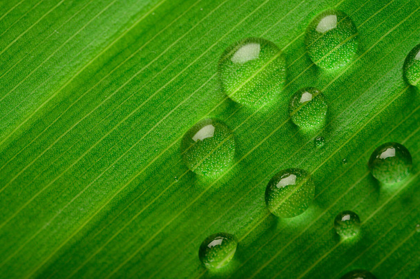Vele druppels water druppels op bananenbladeren, selectieve focus - Foto, afbeelding