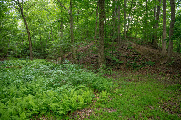 Ярко-зеленые леса в парке Френо Вудс в округе Монмут, штат Нью-Джерси
. - Фото, изображение